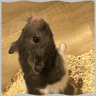 hamster