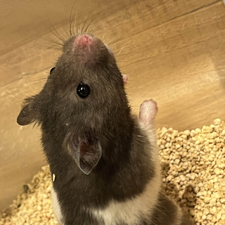 hamster